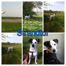 Dansk svensk gaardhund Bandit