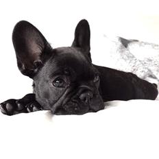 Fransk bulldog Store Linde's Beaumé