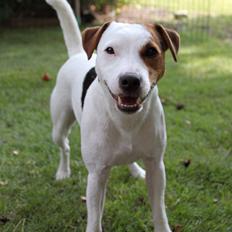 Parson russell terrier HiJacks 1st New Years Venturo