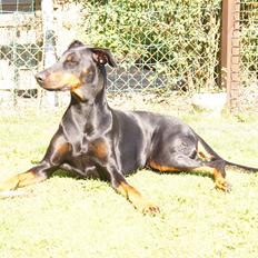 Dobermann DEBBI