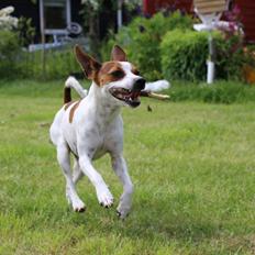Dansk svensk gaardhund Eddie