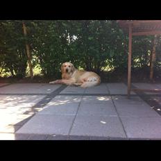 Golden retriever Trunte