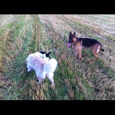 Golden retriever Trunte