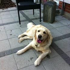 Golden retriever Trunte