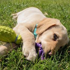 Labrador retriever Marvin