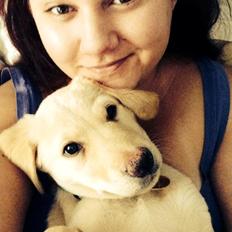 Labrador retriever Marvin