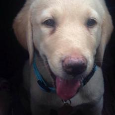 Labrador retriever Marvin