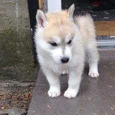 Siberian husky Mesmocan Karu Manta (Karu)