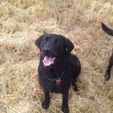 Labrador retriever Amy