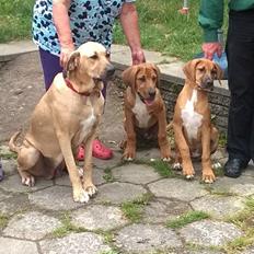 Broholmer Sif (familiens)