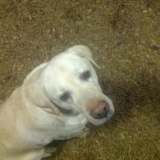 Labrador retriever Jeff <3 <3