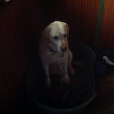 Labrador retriever Jeff <3 <3