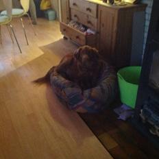 Blanding af racer Jacki