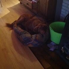 Blanding af racer Jacki