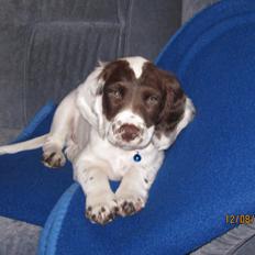 Engelsk springer spaniel Dolph