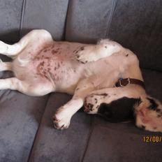 Engelsk springer spaniel Dolph