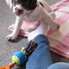 Engelsk springer spaniel Dolph