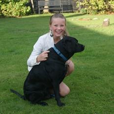 Labrador retriever Elvis