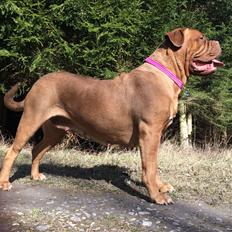 Dogue de bordeaux Den Røde Løber Michell's Eternity - Malou