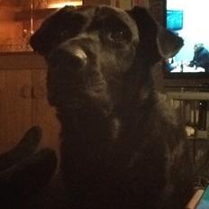 Blanding af racer Chano