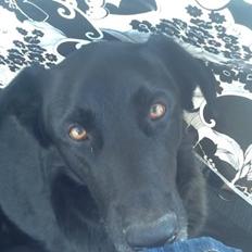 Blanding af racer Chano