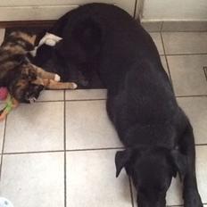 Blanding af racer Chano