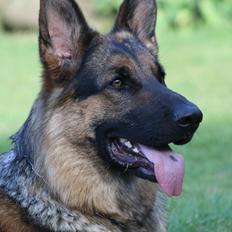 Schæferhund Kennel Djalsam's Gabbie