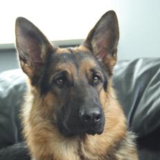 Schæferhund Kennel Djalsam's Gabbie