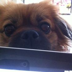 Blanding af racer Jackline R.I.P D.19/7-13