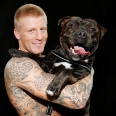 Staffordshire bull terrier Zeus