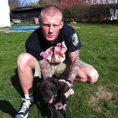 Staffordshire bull terrier Zeus