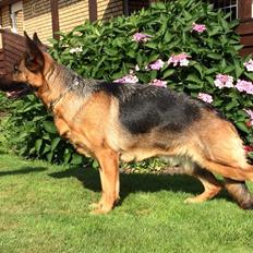 Schæferhund Team Dika's Sandra