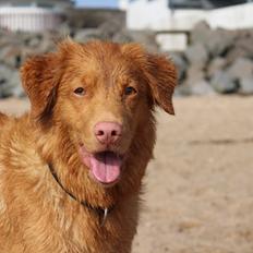 Nova scotia duck tolling retriever Mouse Hunters Belina Honolulu