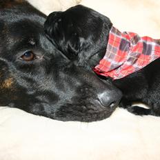 Blanding af racer Tasja