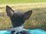 Chihuahua Aston