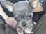 Chihuahua Aston