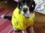 Engelsk springer spaniel Jonson