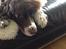 Engelsk springer spaniel Jonson
