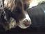 Engelsk springer spaniel Jonson