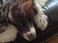Engelsk springer spaniel Jonson