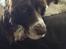 Engelsk springer spaniel Jonson