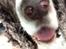 Engelsk springer spaniel Jonson