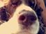 Engelsk springer spaniel Jonson