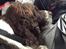 Engelsk springer spaniel Jonson
