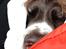 Engelsk springer spaniel Jonson