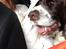Engelsk springer spaniel Jonson