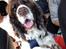 Engelsk springer spaniel Jonson