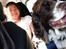 Engelsk springer spaniel Jonson