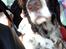 Engelsk springer spaniel Jonson
