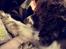 Engelsk springer spaniel Jonson